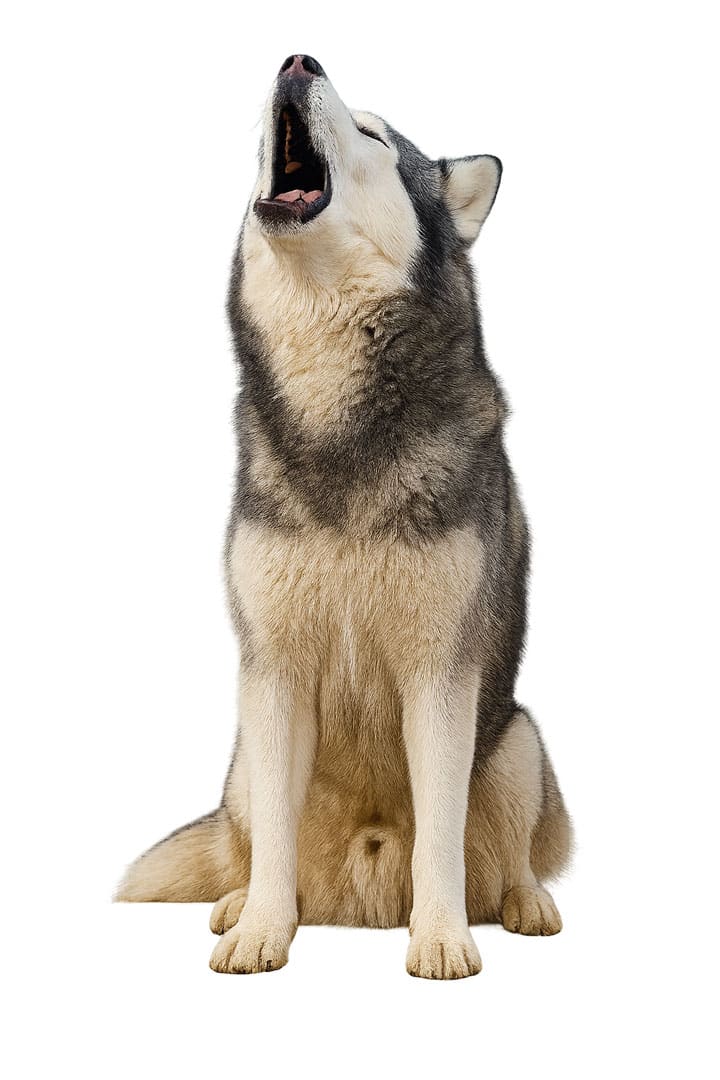 Howling Dog